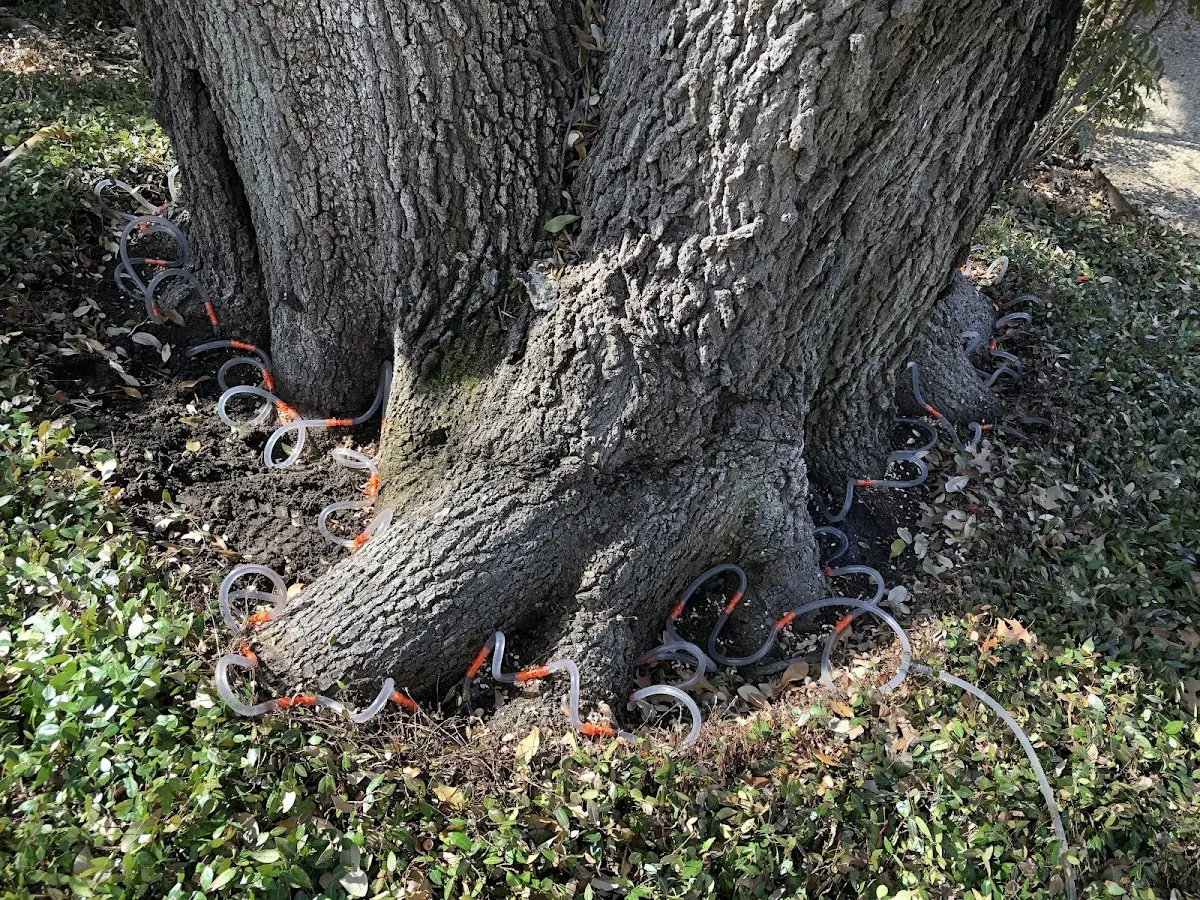 Detailed Tree Cabling and Bracing job site in River Grove