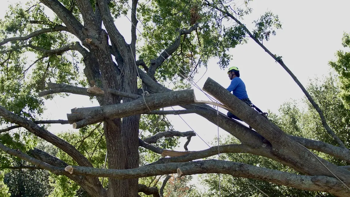 Professional Crown Thinning performed by certified arborists in River Grove